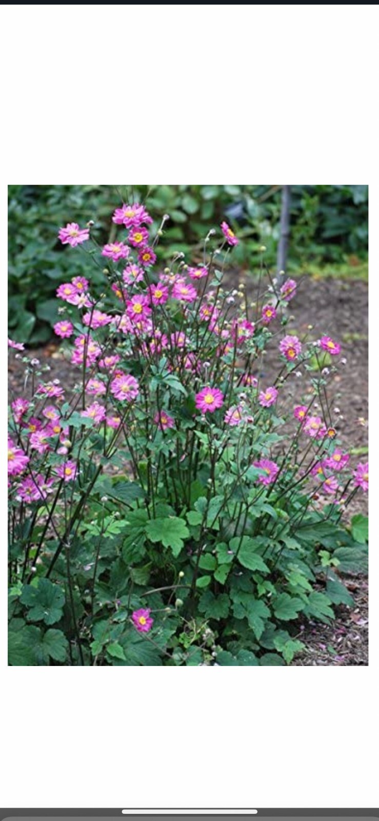 100+ Columbine Seeds 2024 Mixed Blue Purple Pink Flower Spring Perennial in USA