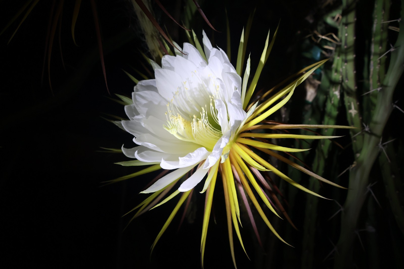 Hybrid Dragonfruit Seed – Physical Graffiti X Selenicereus Pteranthus 10x