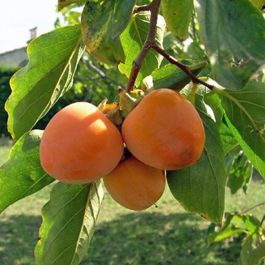 40+ JAPANESE PERSIMMON TREE SEEDS (Diospyros Kaki) Asia Hardy FREE SHIPPING #54
