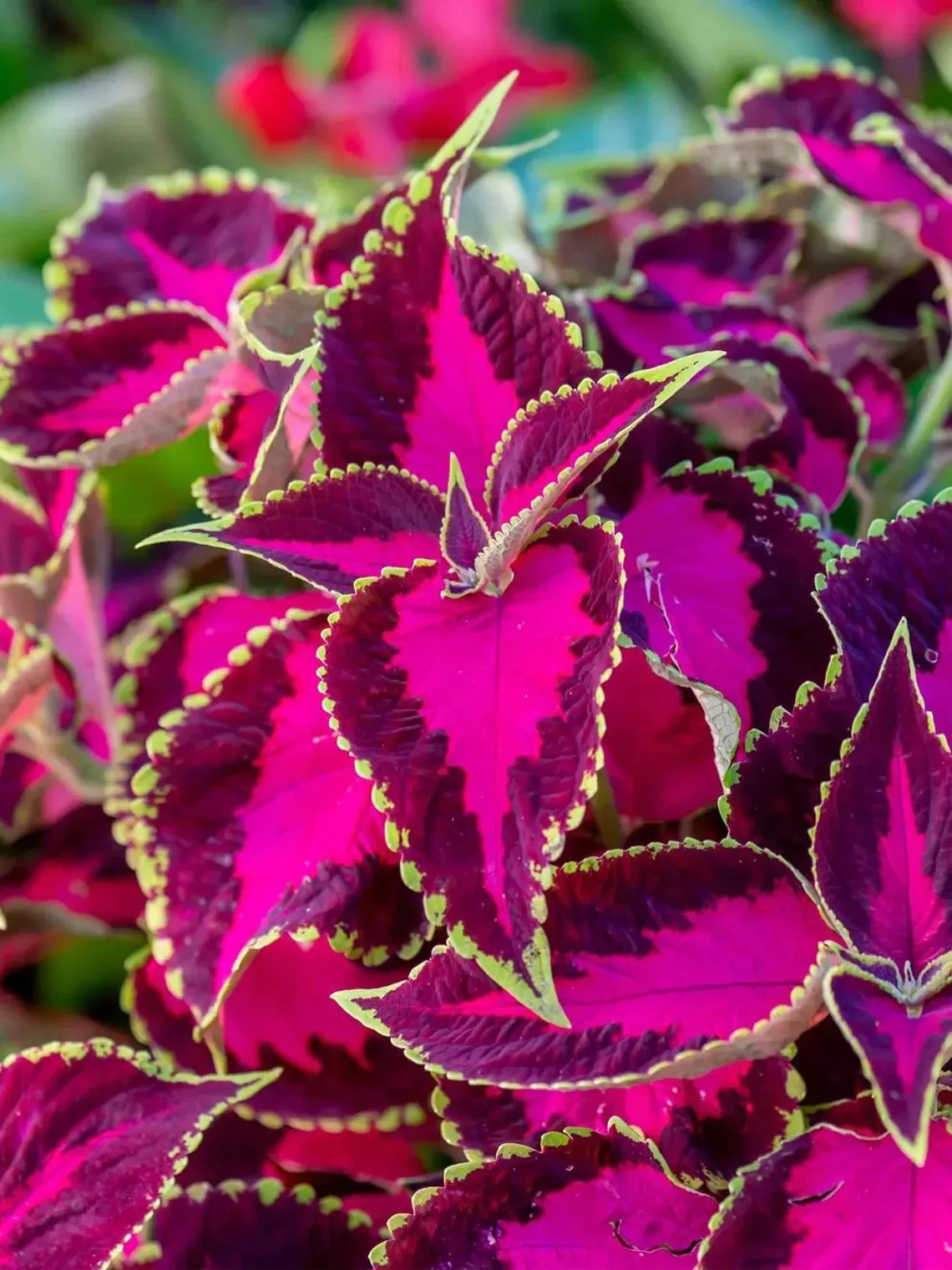 20Pcs Coleus seeds, Chocolate Covered Cherry Non-fading bold pattern sun & Shade