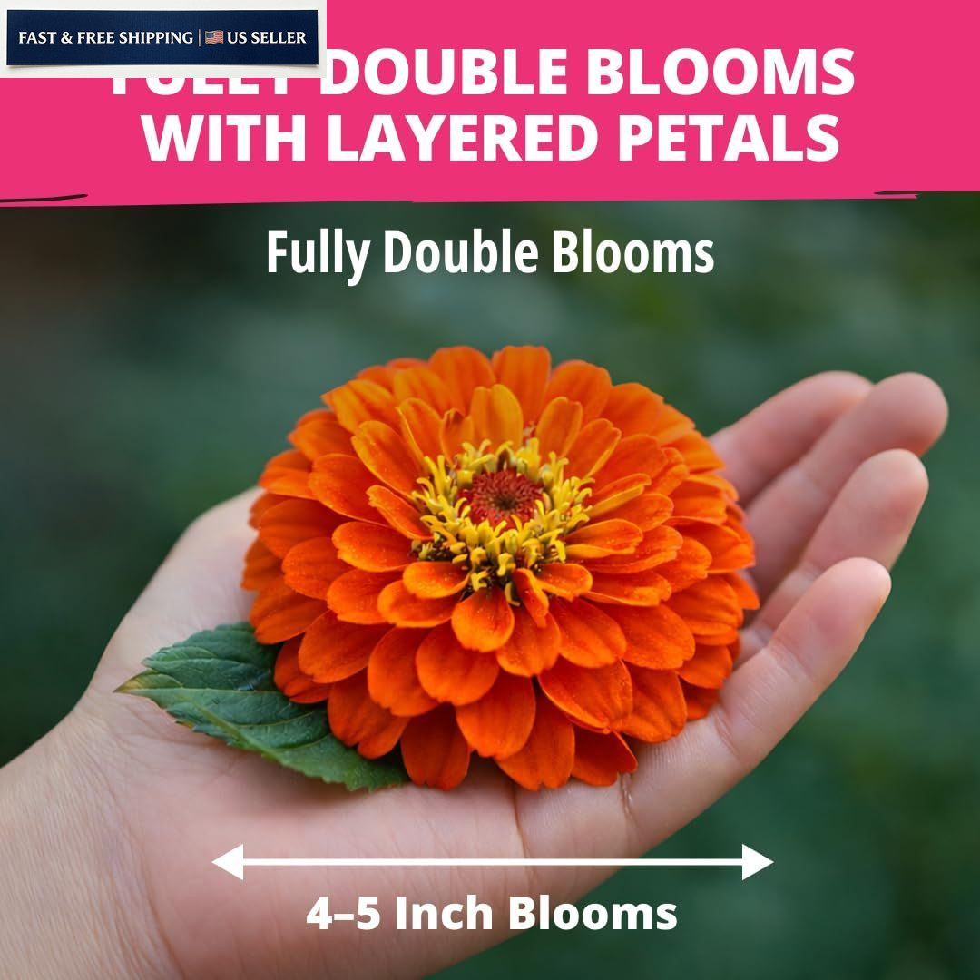 HOME GROWN Zinnia Dahlia Seeds Pack for 2026 Non GMO 524 Flower 1-Pack, Multi