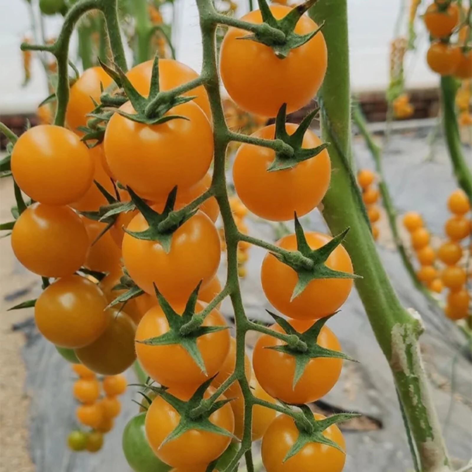 Patio Choice Yellow Cherry Tomato Seeds – 100 Seeds – Non-GMO Compact Variety
