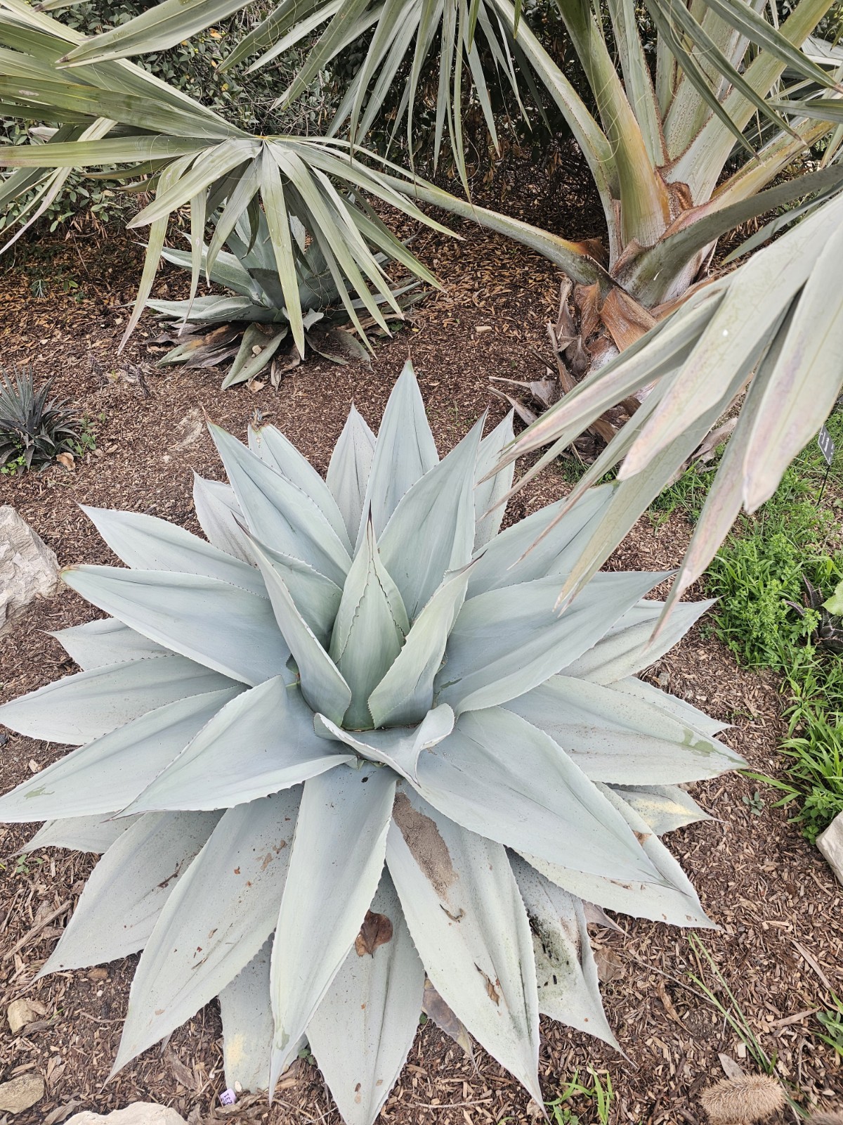 100 Agave Ovatifolia cv. ‘Vanzie’ Seeds (Whales tongue agave) [Cold Hardy 10F]