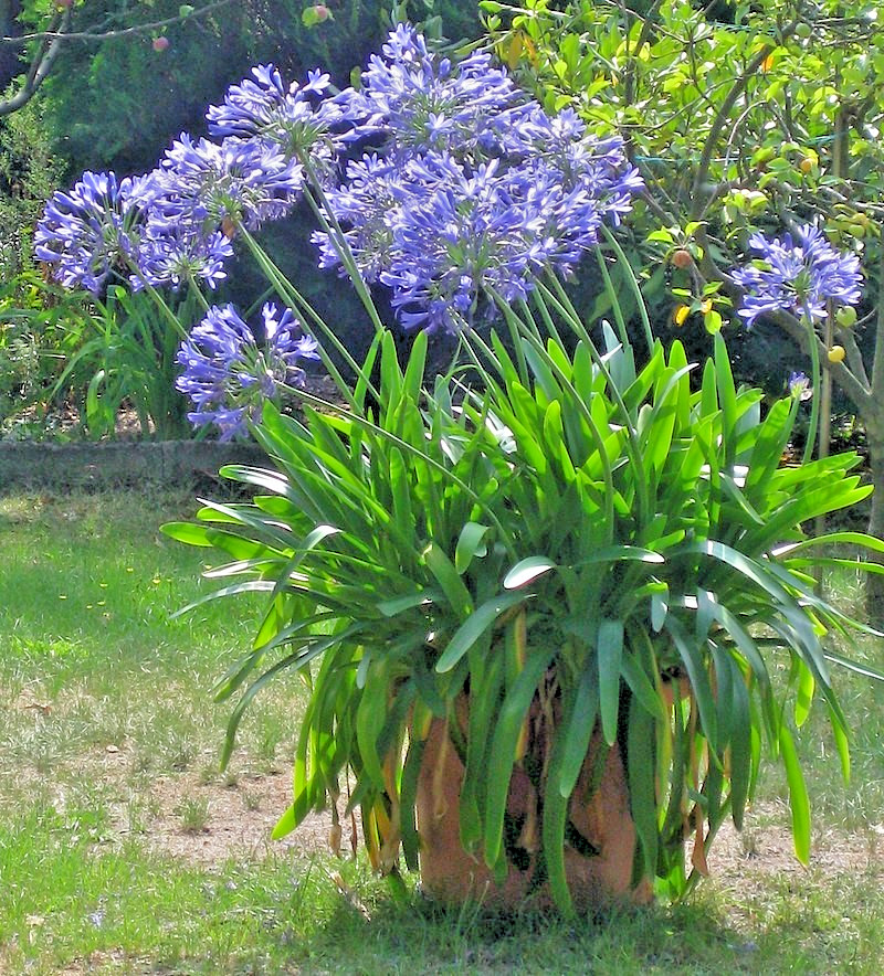 blue Lily of the Nile 100 seeds. Agapanthus. EZ to grow, hardy too zone 7. USA.