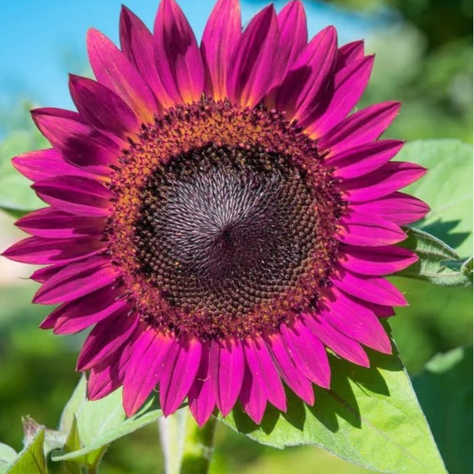 50pcs Purple Sunflower Seeds for Planting – Non GMO Heirloom Garden