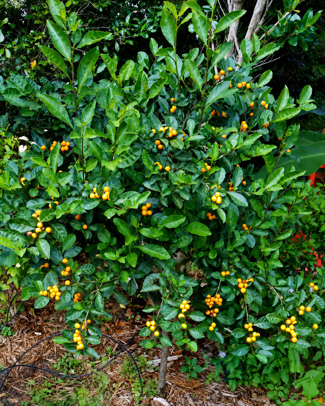 20 Rare Two-Leaf Nightshade Seeds- Highly Ornamental Perennial Shrub- USA