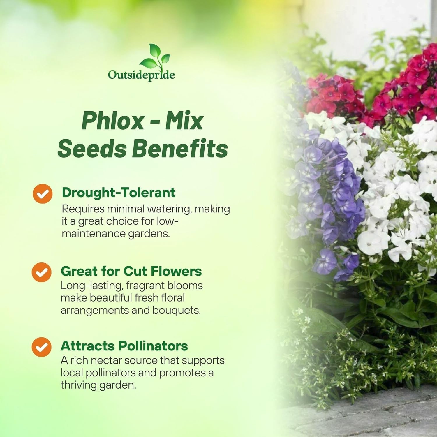 Mix Phlox Seeds – 1000 Pcs Self-Seeding Annuals for Colorful Pollinator Gardens