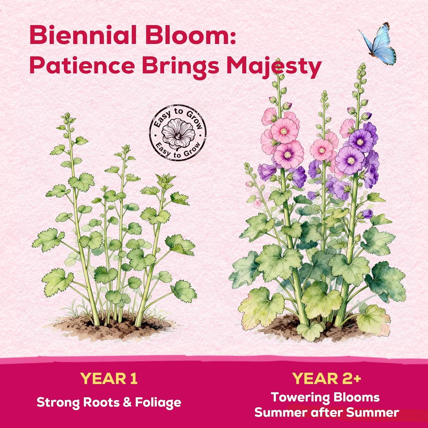 Hollyhock Seeds 3000+ Bulk Pack – Mixed Colors Perennial Heirloom Non-Gmo, Easy