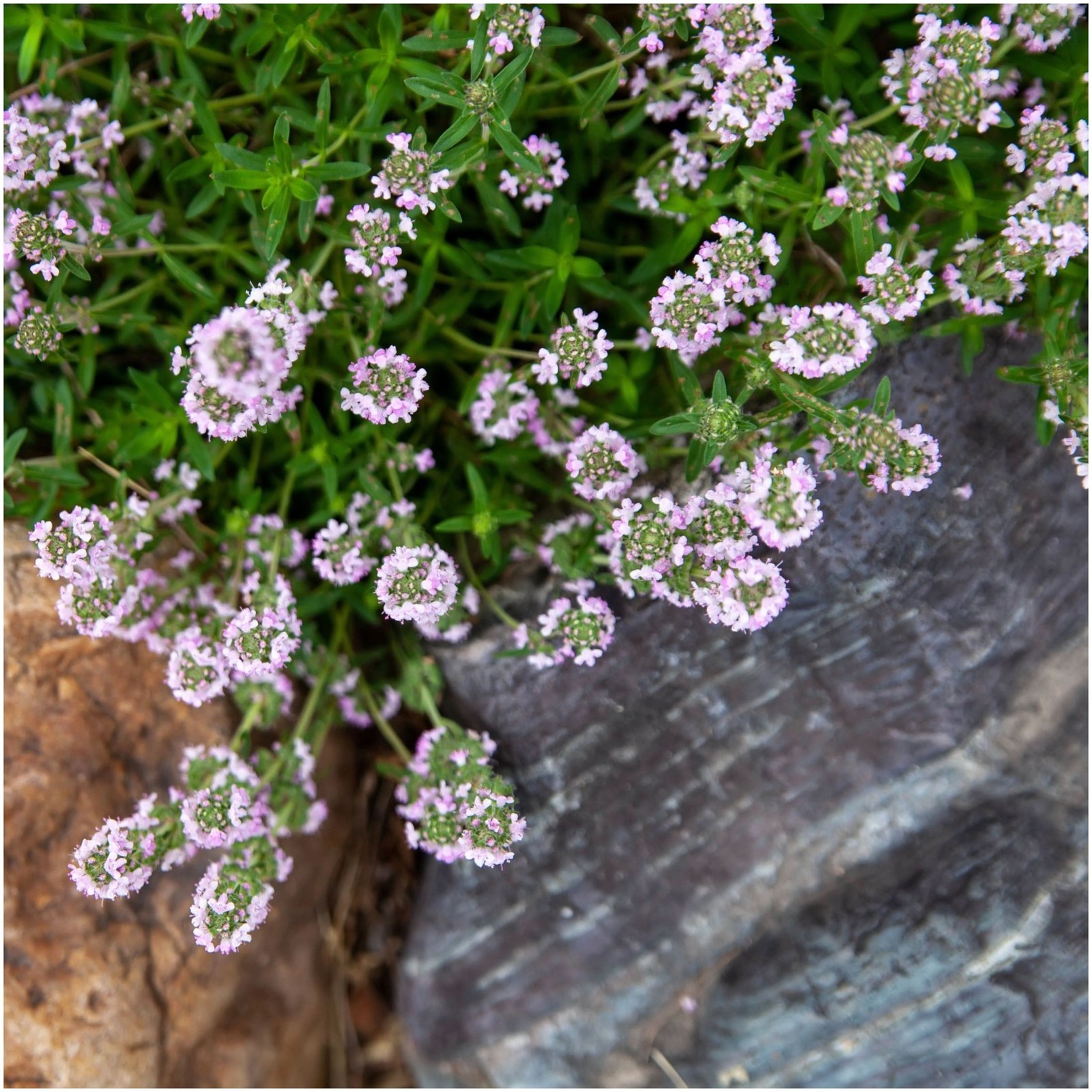 Wild Creeping Thyme Seeds For Planting (Thymus serpyllum)
