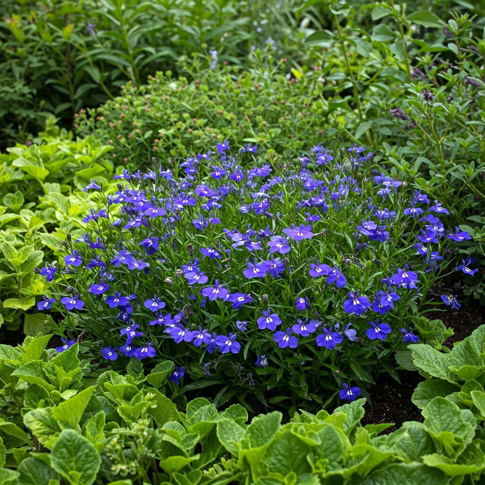 Mr. Fothergill’s Lobelia Blue Seed Oh Sow Simple, Easy to Grow