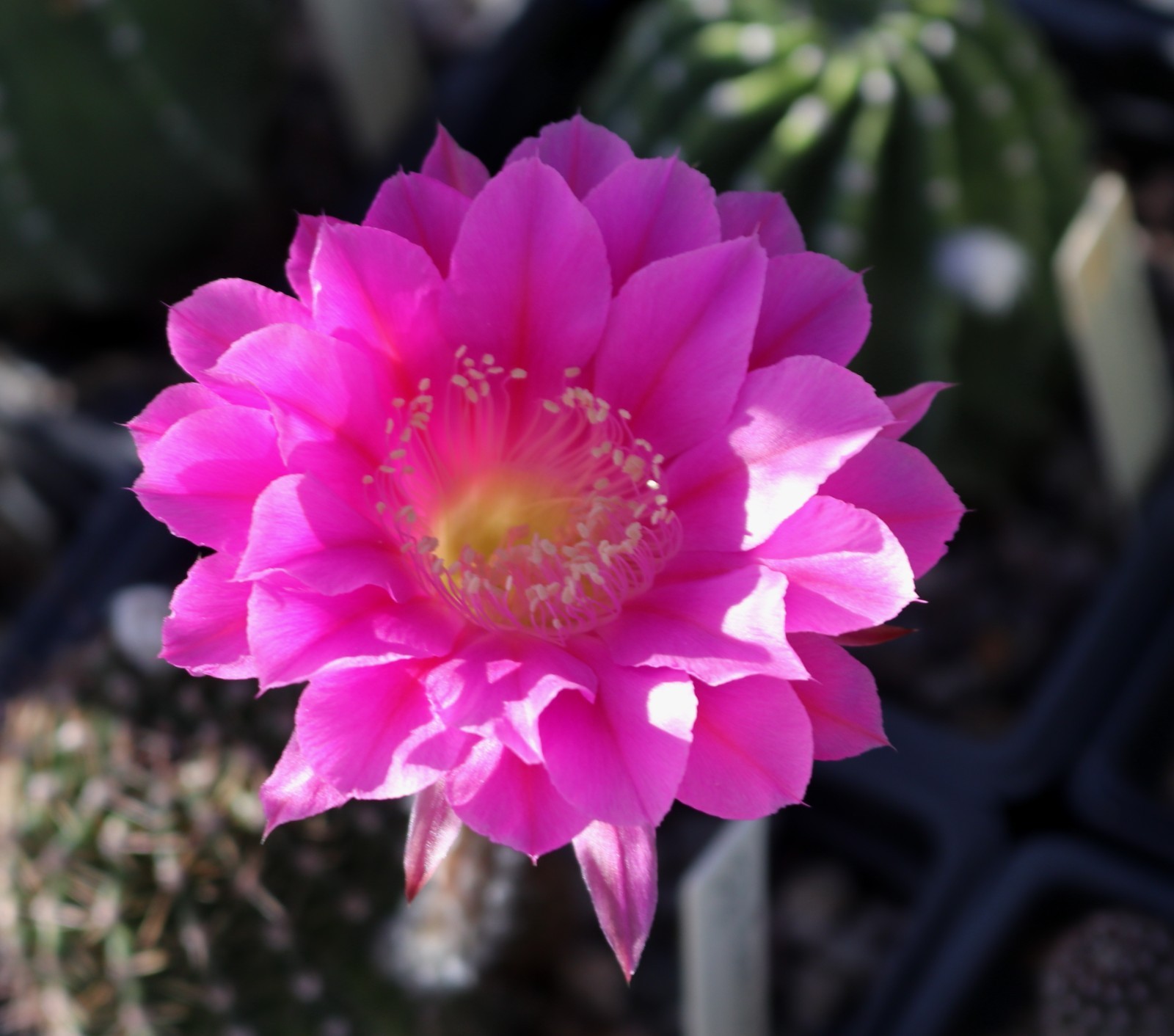 Echinopsis hybrid ‘Buergler Blau’