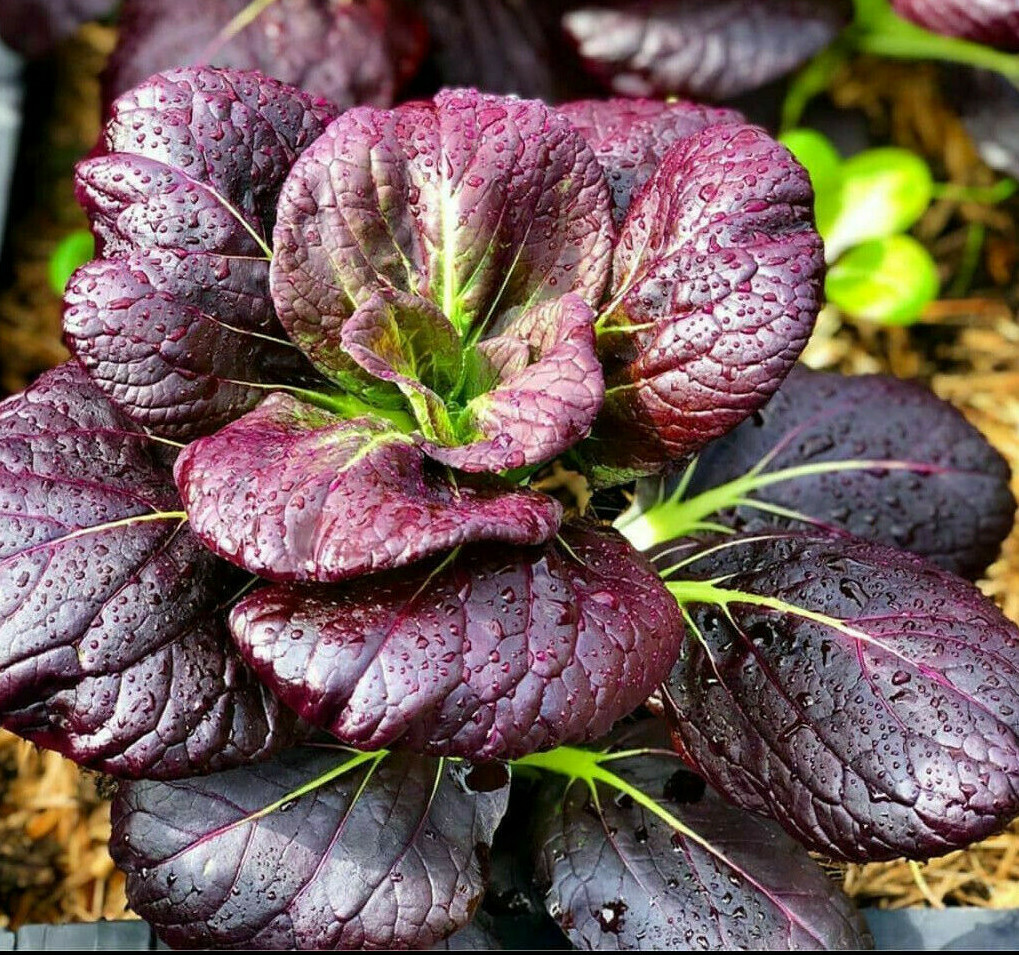 Purple Lady Bok Choy Seeds | USA Pak Choi Pok Chinese Asian Vegetable Seed 2024