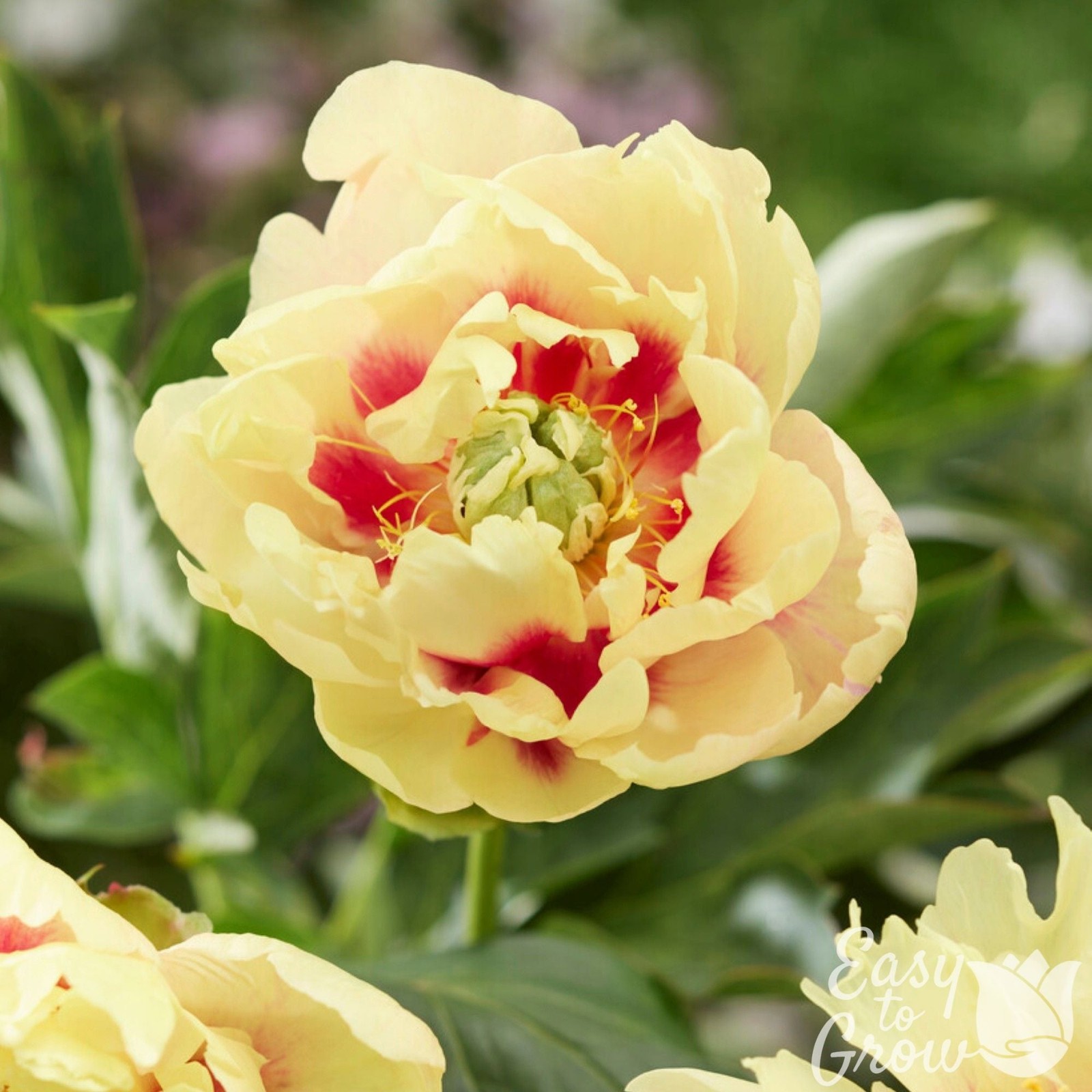 Easy to Grow Peony Prairie Charm (Itoh) 1 Root Division – Spring Yellow Blooms
