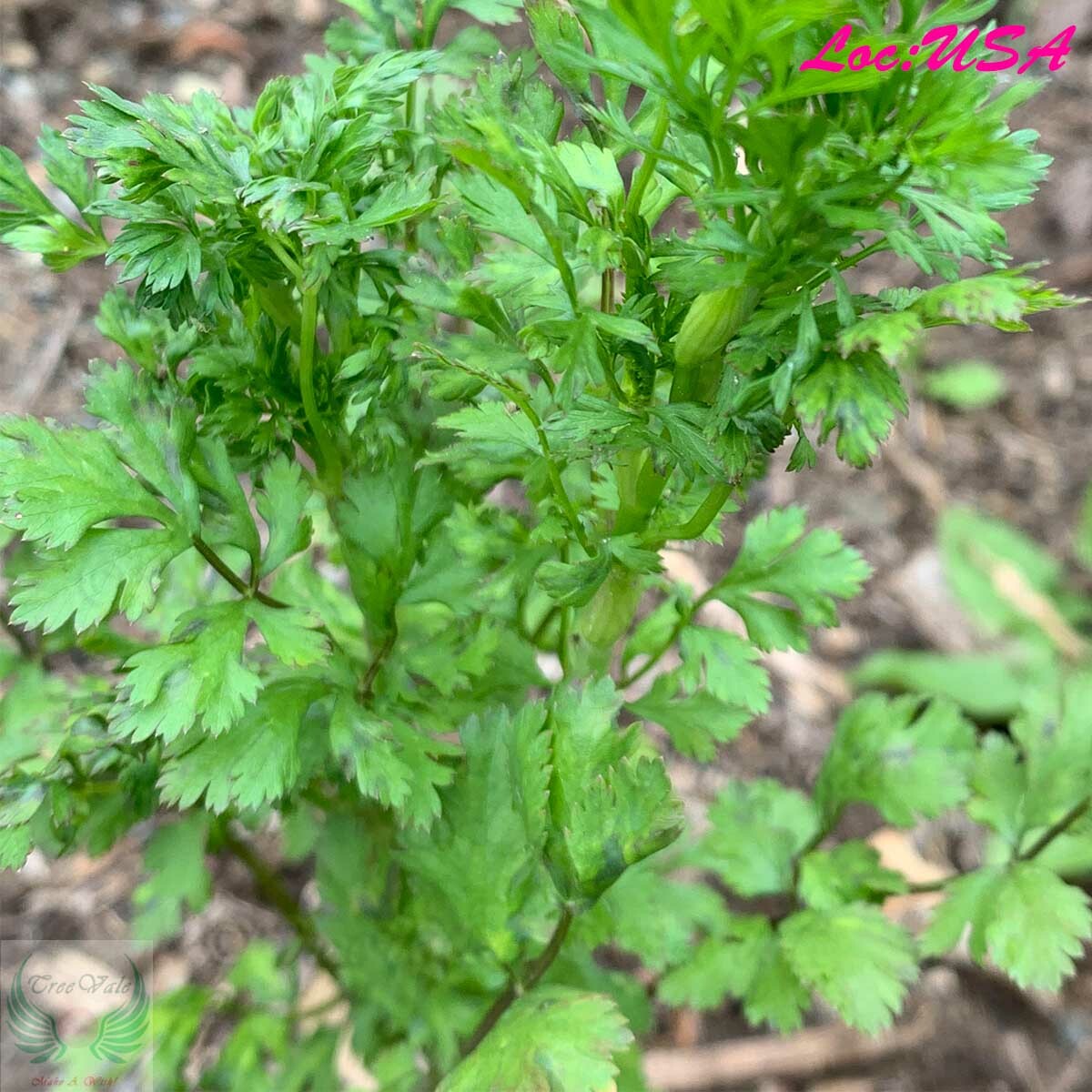 500+ Seeds | Cilantro Coriander Seeds NON-GMO – FREE SHIPPING