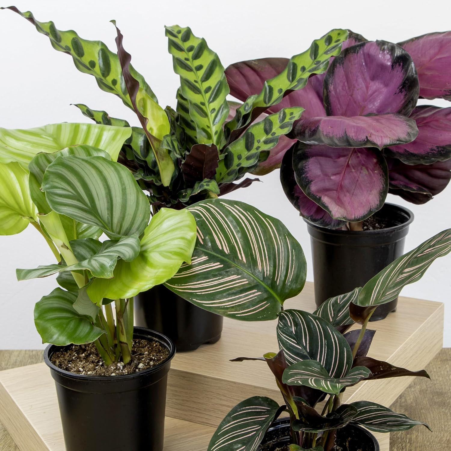 Live Calathea Houseplant (4 Pack), Pet Safe Plants for Cats & Dogs, Makoyana, Ra