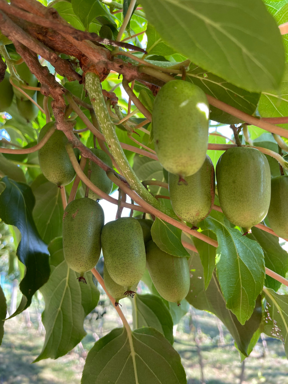 50+ Issai Kiwi Seeds Arctic Grape Berry Superfruit Garden Plant Cold Hardy