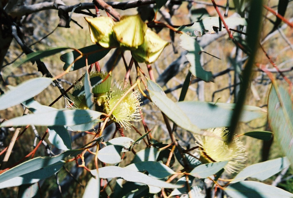 25+ Eucalyptus kingsmillii Seeds – ‘Kingsmill’s Mallee’