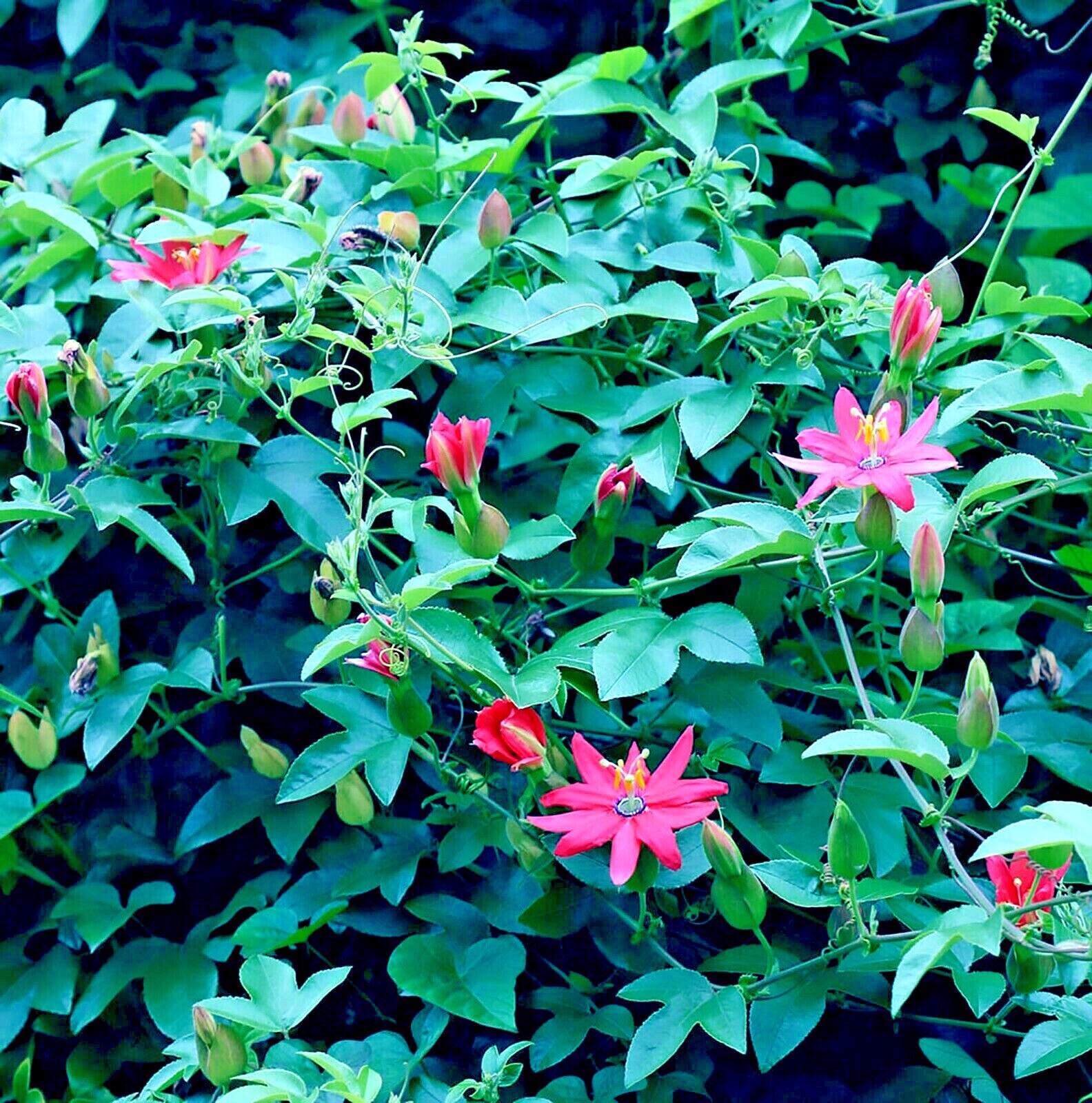 20 BANANA PASSIONFRUIT SEEDS (Passiflora Mollissima) Fast Flower Vine Plant RARE