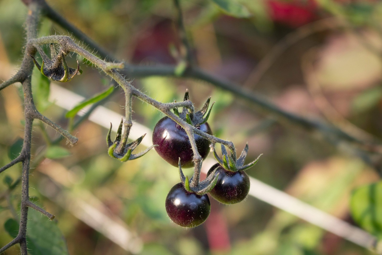 50 BLACK CHERRY TOMATO Black Skin Sweet Round Lycopersicon Fruit Vegetable Seeds
