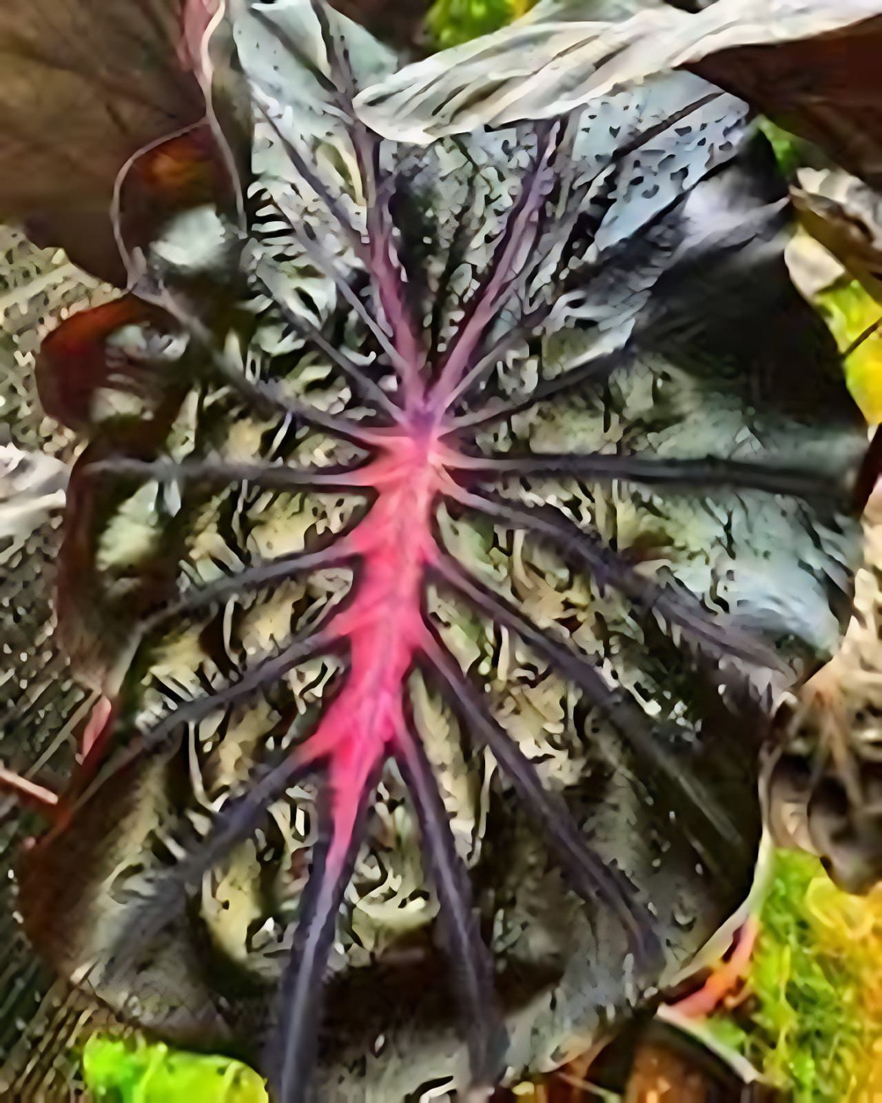 AUTHENTIC Colocasia Thunderstorm 1 bulbs