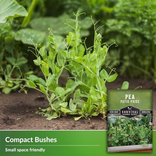Patio Pride Pea Seeds for Planting – Compact Bush Peas for Container and 1