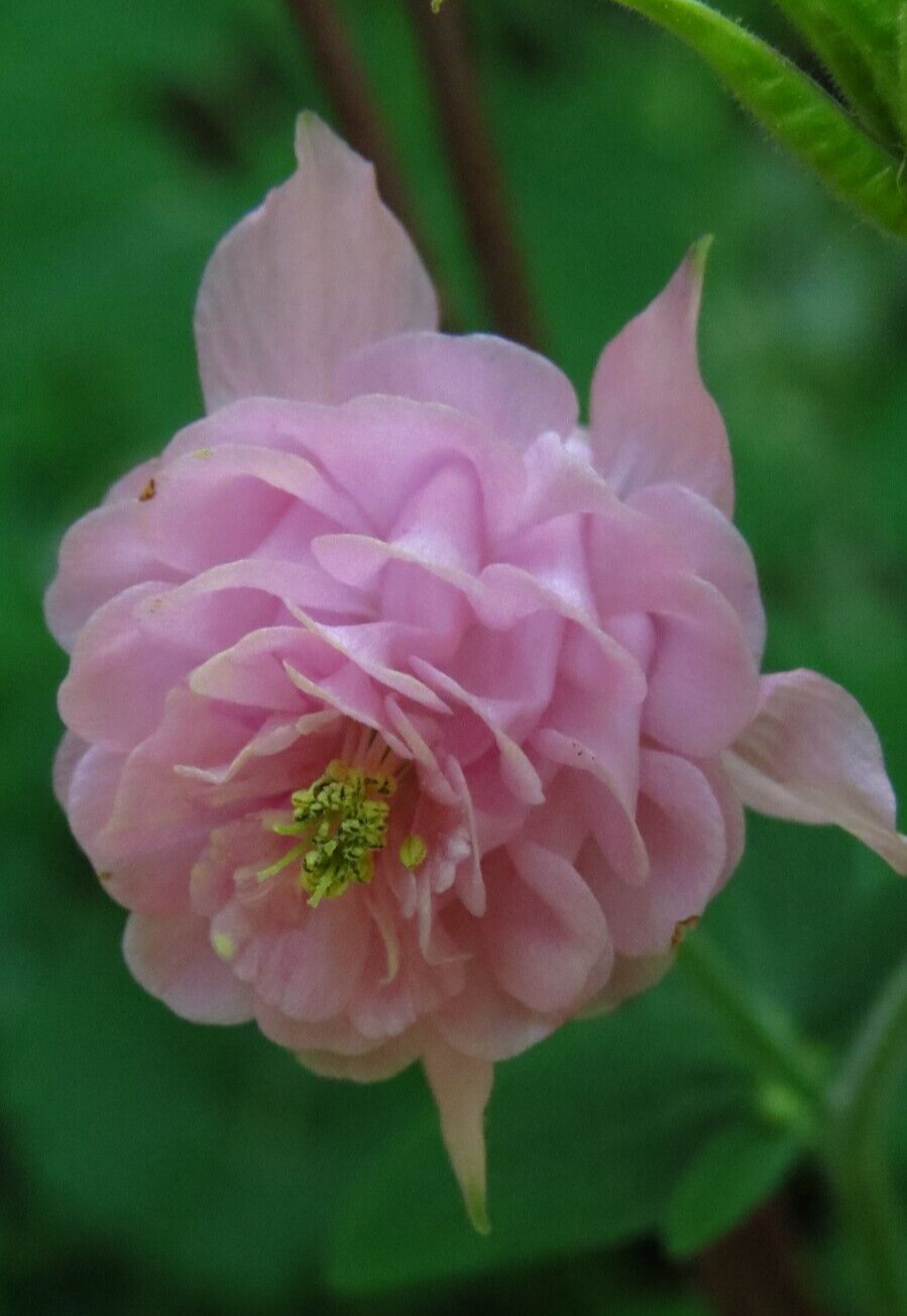 100+ Rare Light Pink Multi Layer Columbine Perennial Flower Seeds.