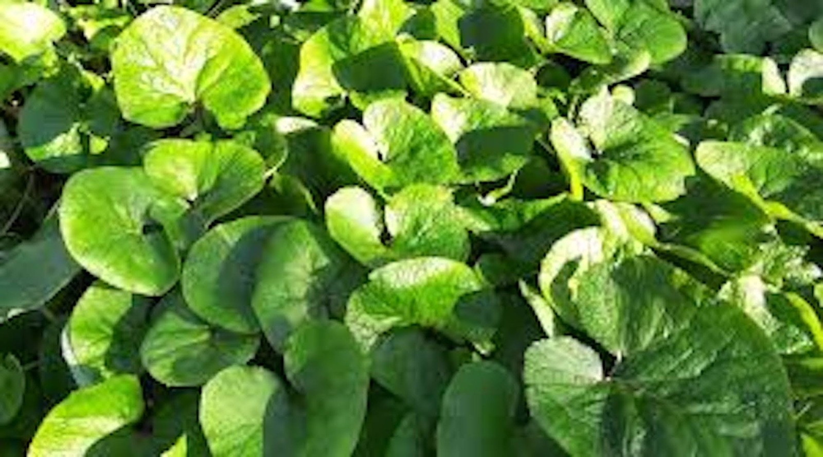 10 Wild Ginger Roots Asarum Canadense Bareroot Native Wildflower