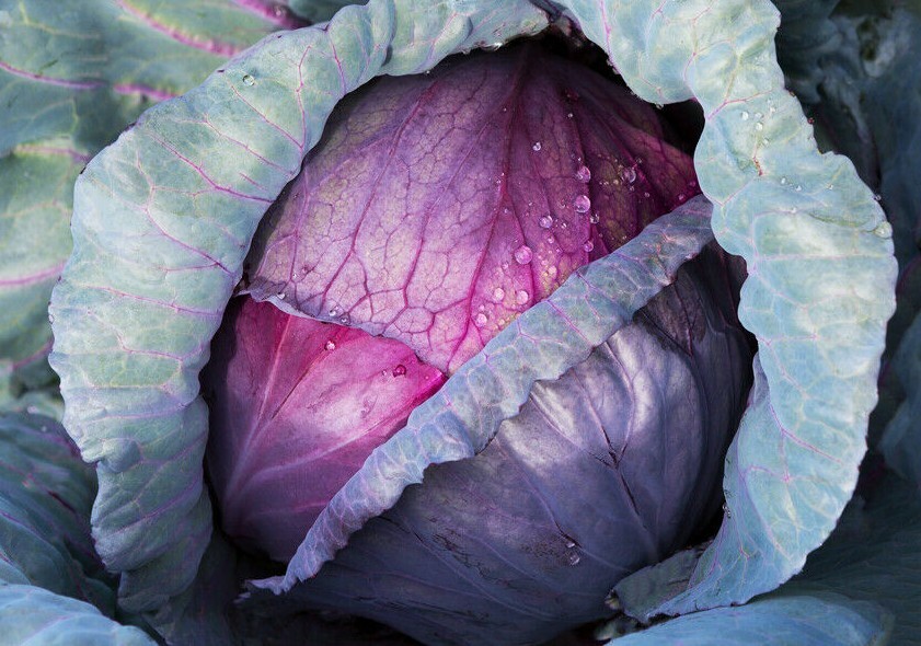 RED ACRE CABBAGE SEEDS 300+ GROW HEALTHY garden VEGETABLE culinary FREE SHIPPING