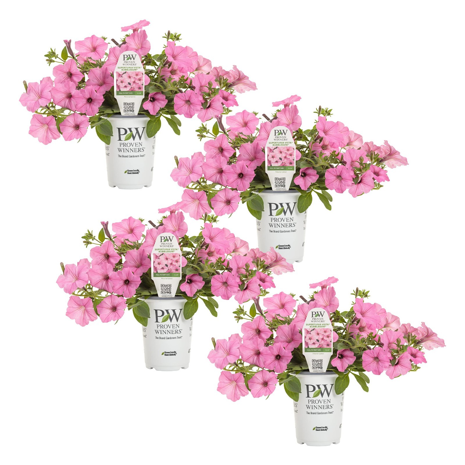 Petunia Plants – Supertunia Vista Bubblegum – 4 Pack – Annual Spring & Summer Bl