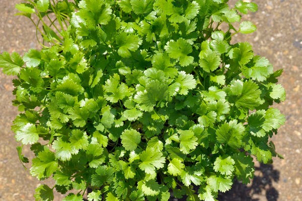 Cilantro ‘Leisure’ Slow-Bolt Seeds – Heirloom Non-GMO Coriander 100 Seeds