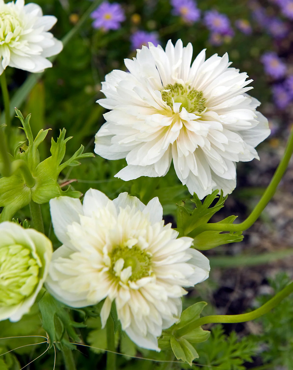 Mount Everest Anemone Coronaria – 25 bulbs