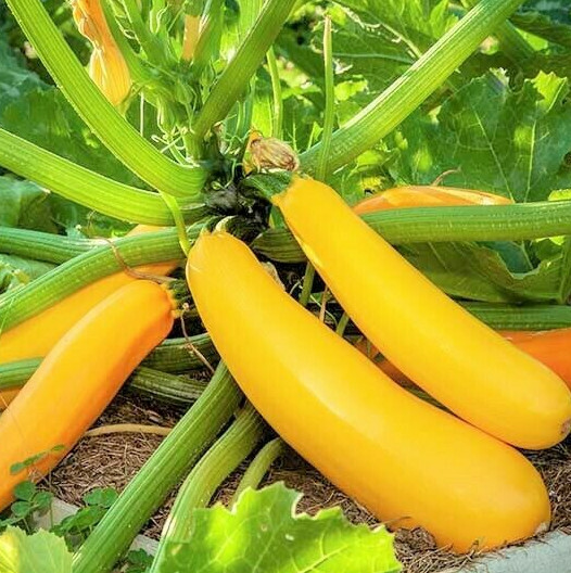 Golden Yellow Zucchini Seeds | Summer Squash Courgette Kousa Vegetable Seed 2024