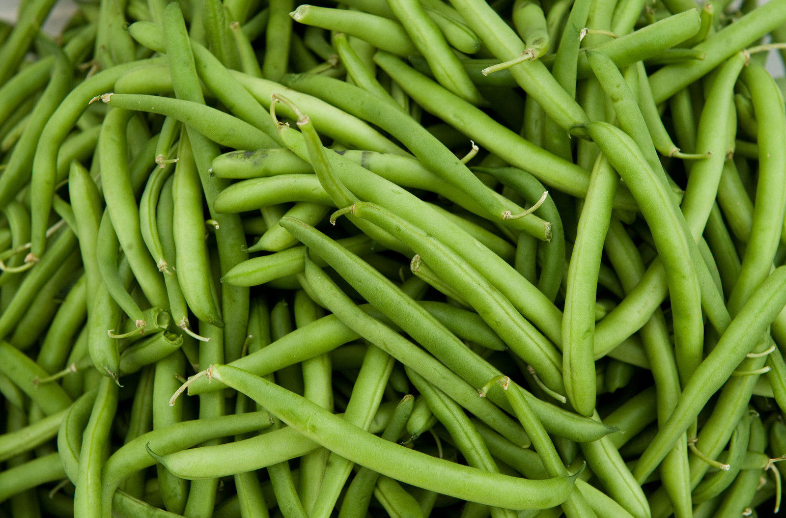 Green Bean Seed: Tenderette Green Beans Fresh Seed FREE Shipping