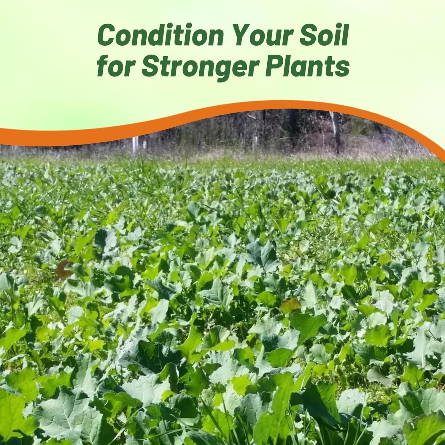 5 LBS Bayou Kale Cover Crop, Forage, & Wildlife Food Plot Seed