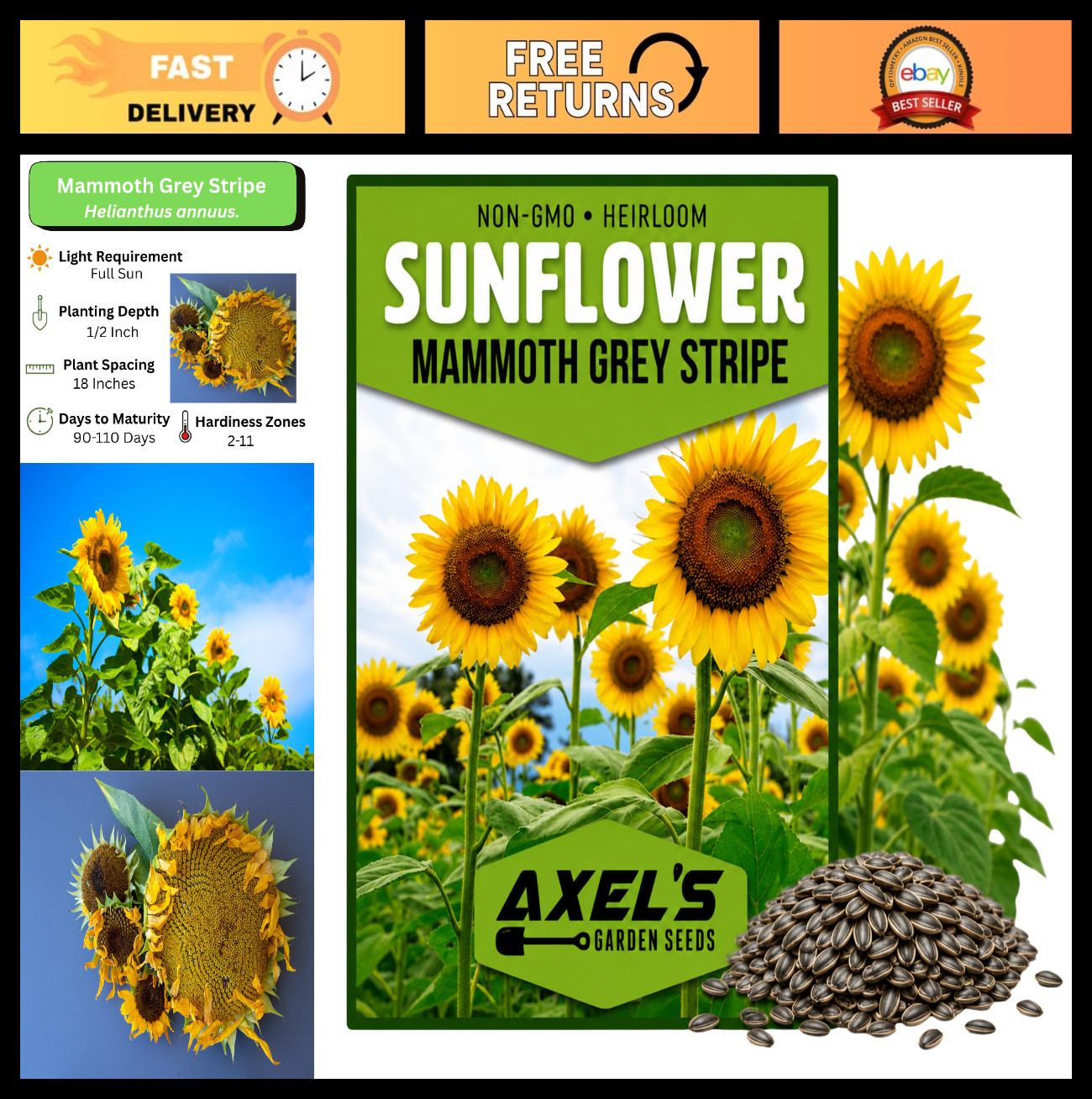 Giant Sunflower Seeds for Planting – 50 Non-GMO Heirloom Seeds with Instructions