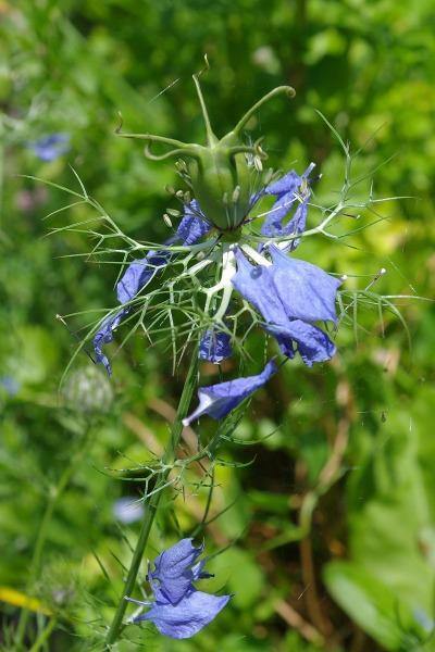 Nigella damascena | Hair of Venus | love-in-a-mist | Ragged Lady | 100 Seeds