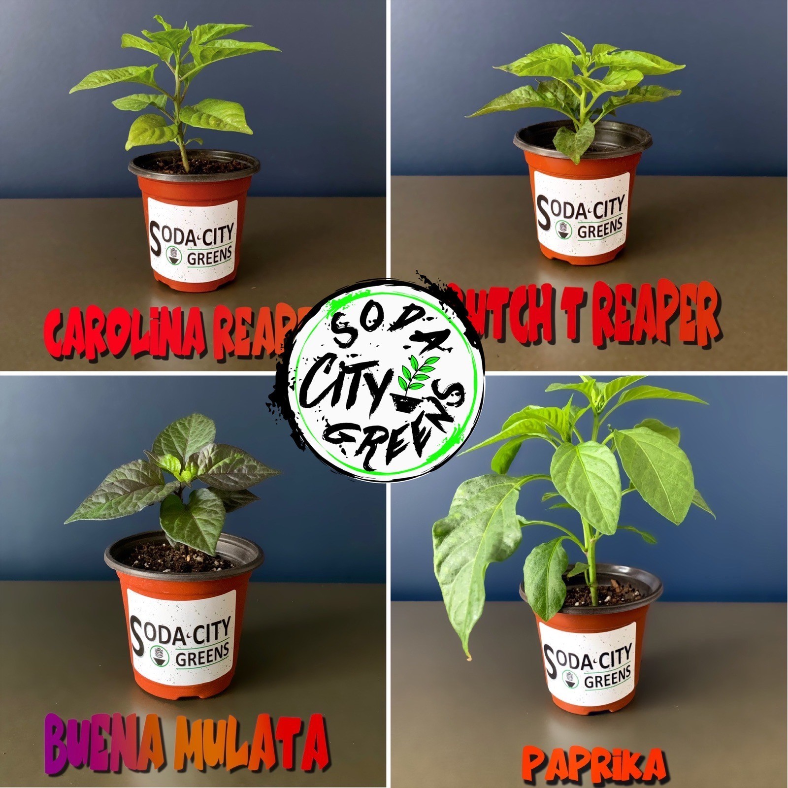 Dragon Thai Pepper Seeds