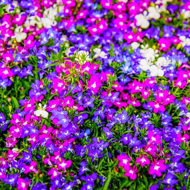 5200+ Perennial Mixed Lobelia Seeds for Planting-Non-Gmo Heirloom Lobelia Ground