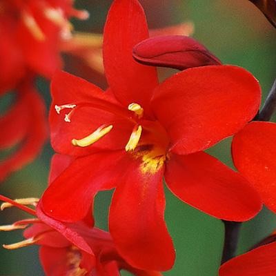 Crocosmia Erika 20 Plant Bulbs – Spring to Summer Red Blooms, Easy to Grow