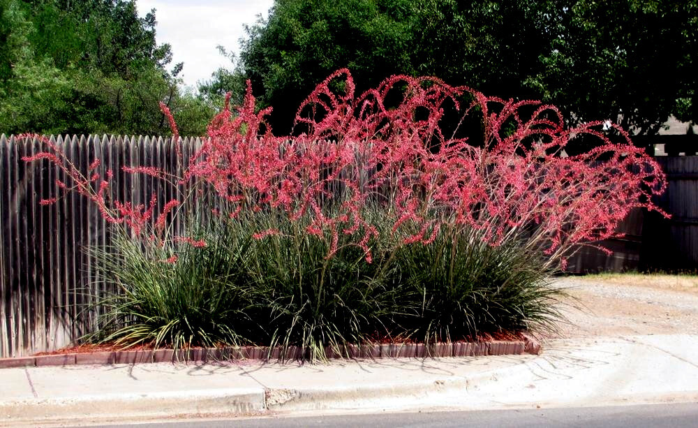 25 RED YUCCA SEEDS (Hesperaloe parviflora) Hummingbird & Butterfly Flower Plant