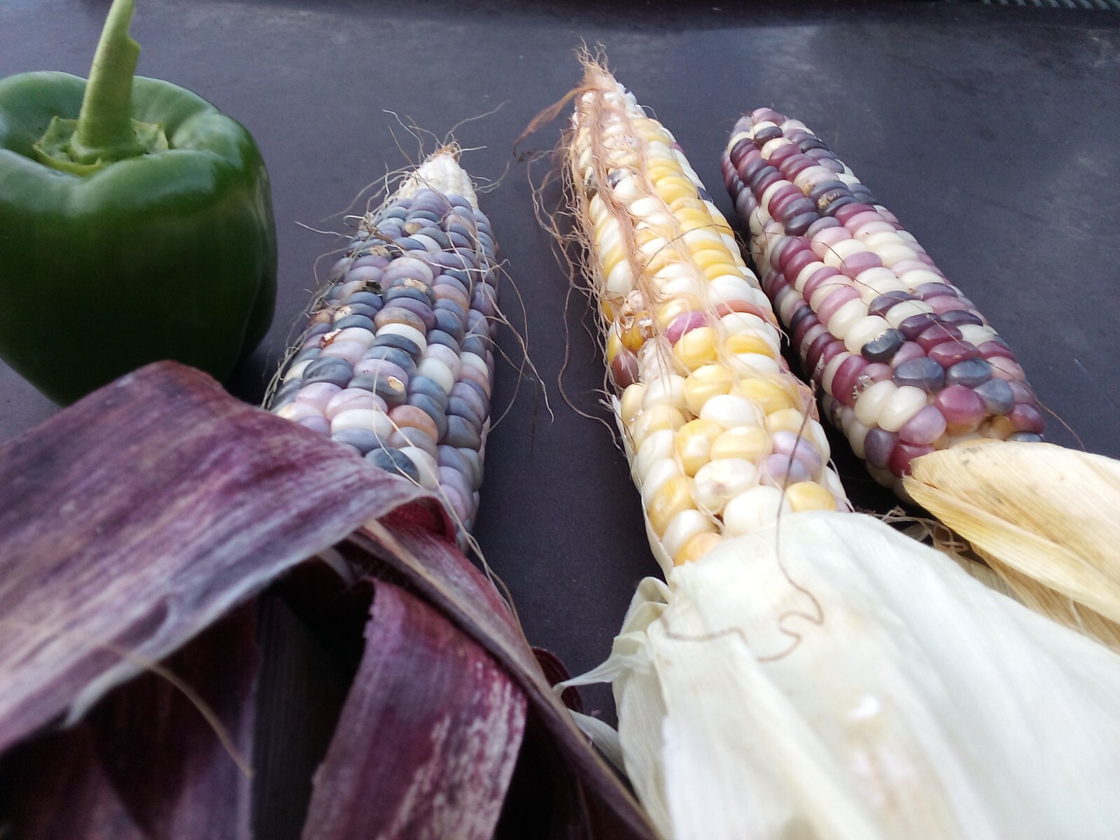 Marbled Glass Gem Corn Heirloom Seeds