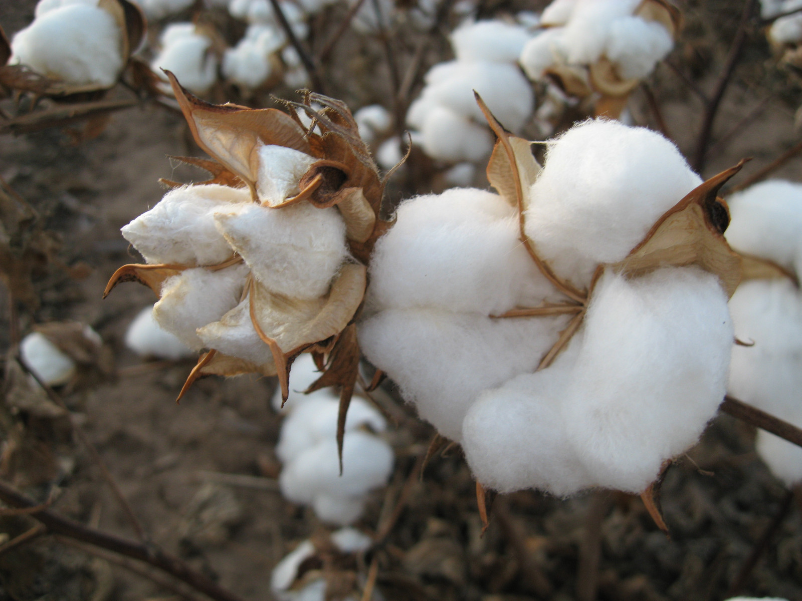 38 WHITE COTTON Gossypium Seeds Non-GMO USA Seller Shipper Best Price