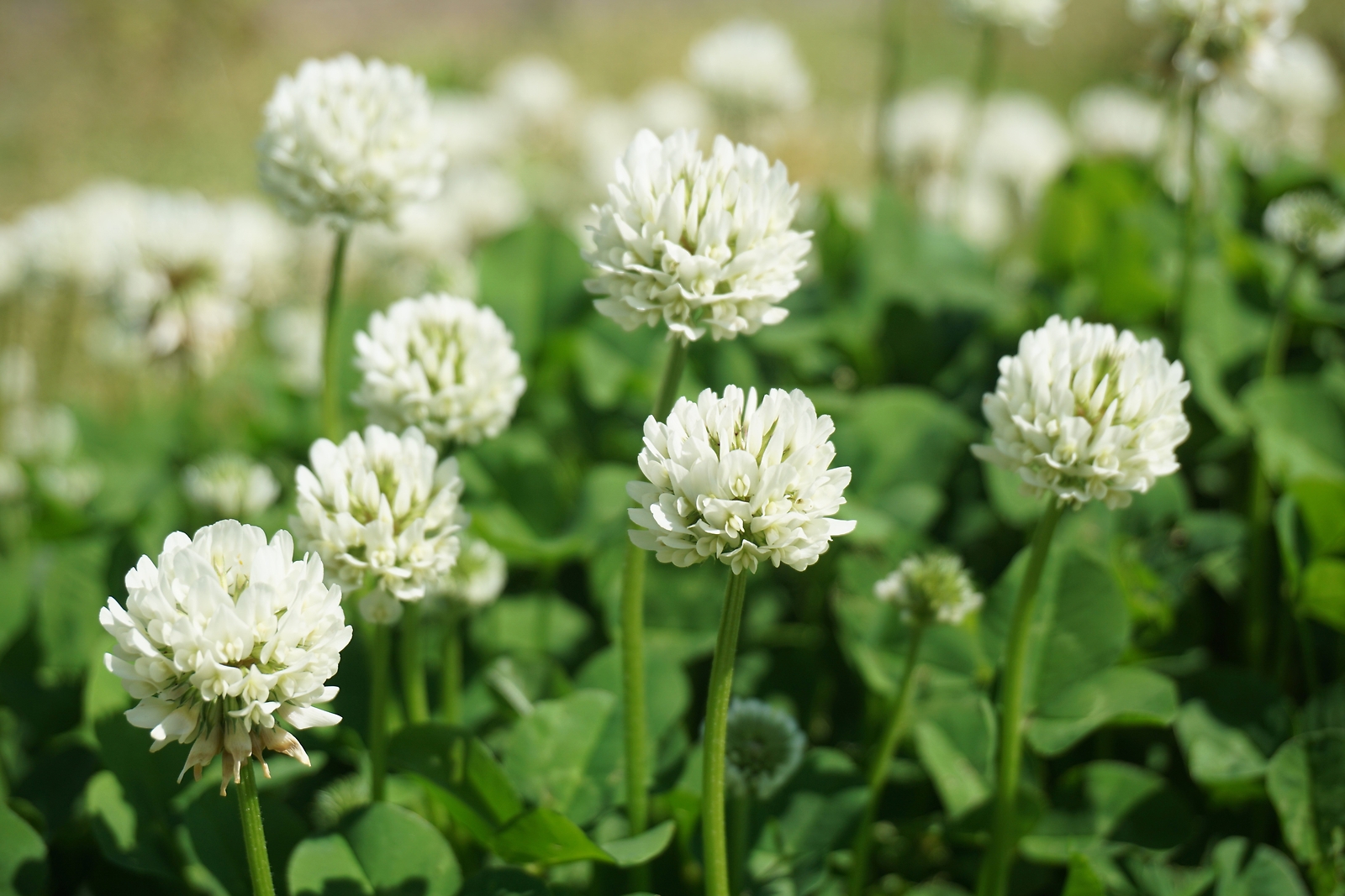 2000 MICROCLOVER Dwarf Miniature Trifolium Repens White Flower Clover Lawn Seeds