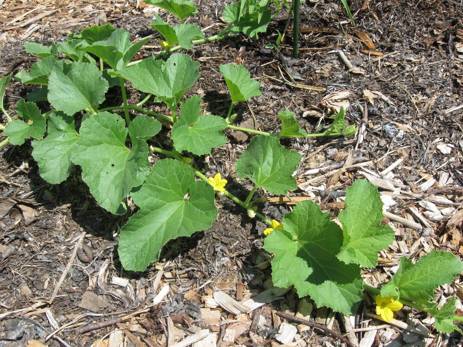 HONEYDEW MELON SEEDS