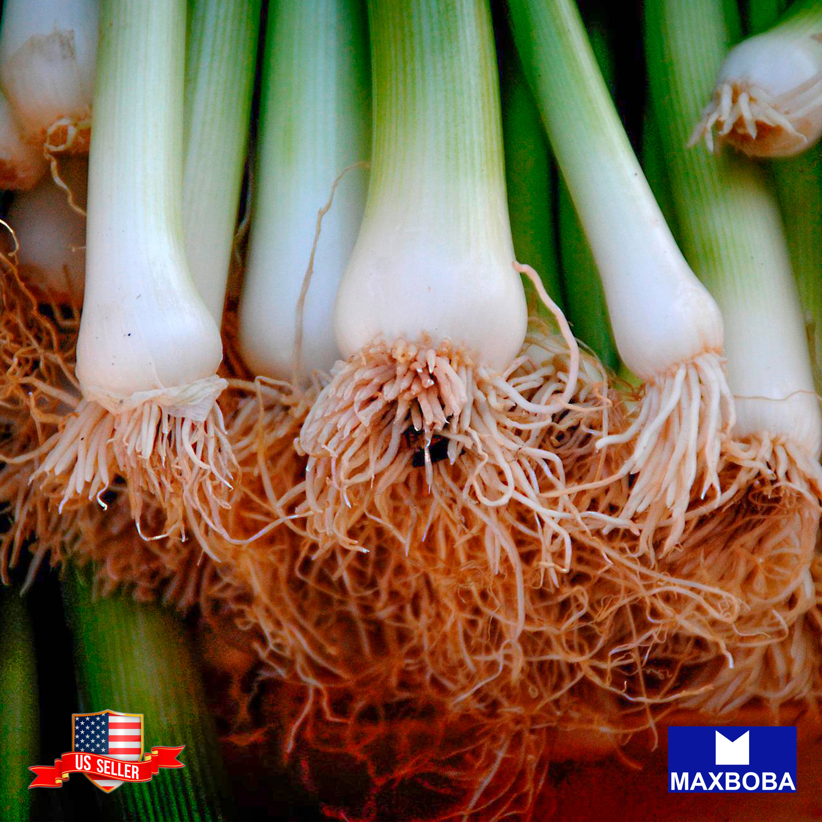 Fresh!!Onion Seeds – Bunching – Tokyo Long White Non-GMO Heirloom Vegetable
