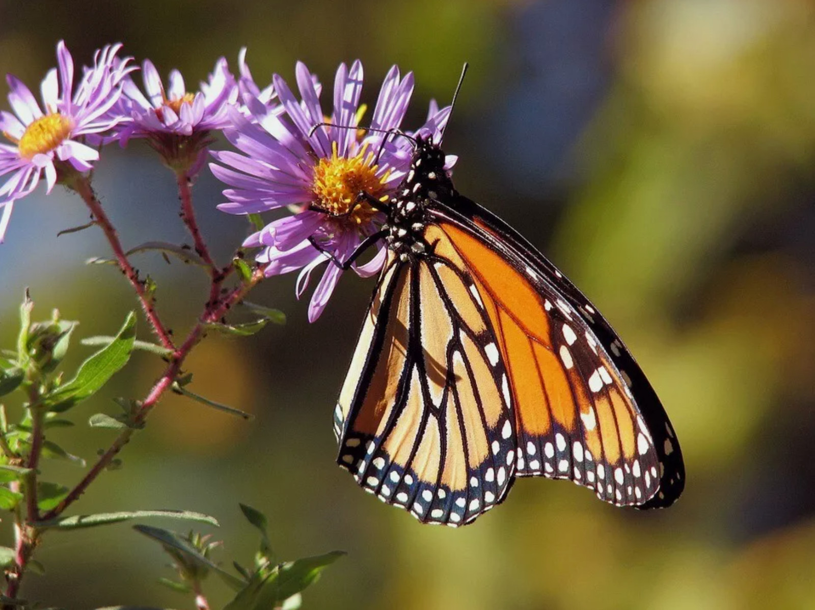 ALL PERENNIAL Wild Flower Mix. Heirloom Pollinator Garden Seeds Non-GMO