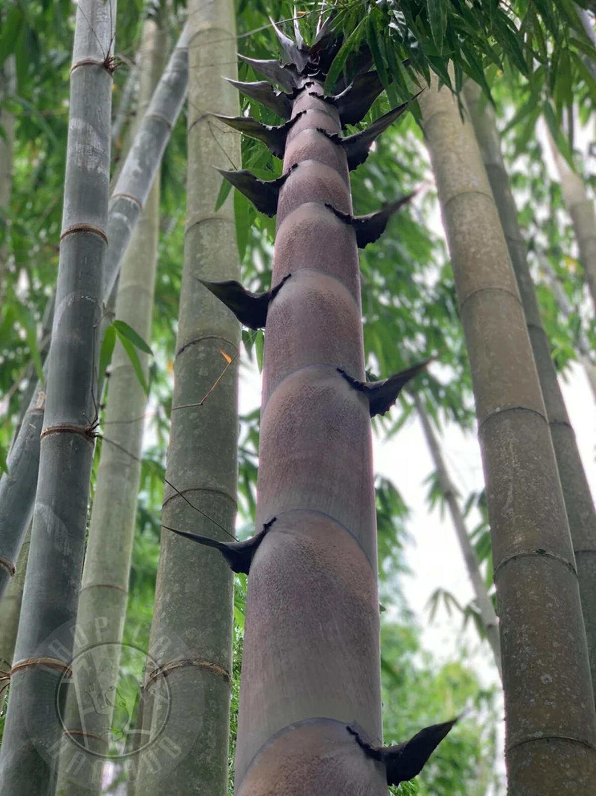100 Quail Clone Giant Bamboo Seeds Perennial Ornamental Seed Privacy US SELLER