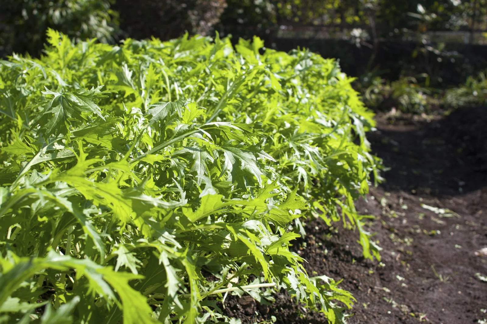 Mizuna Mustard Greens Seeds | Japanese Water Green Salad Peppergrass Seed 2024
