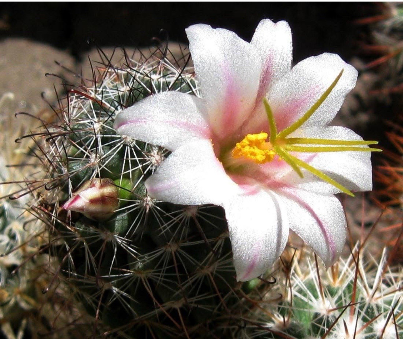 35 Seeds Mammillaria Louise SB1899 Socorro Baja Cactus Seeds 2025