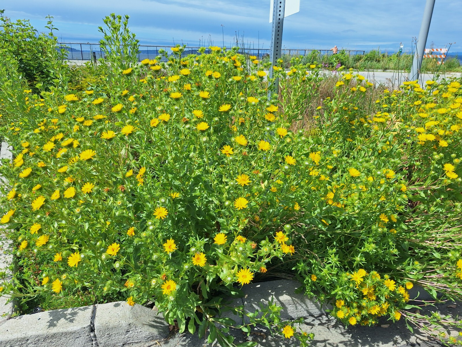 Puget sound gumweed, 200 seeds, Grindelia, medicinal herb, wildflower